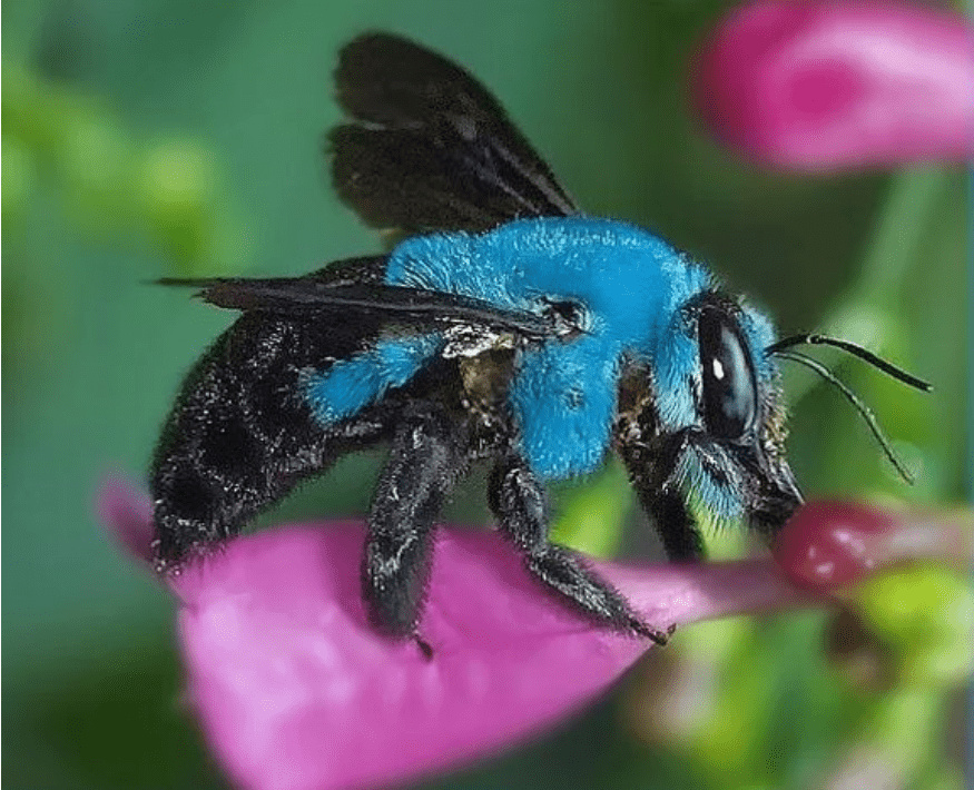 Plava pčela